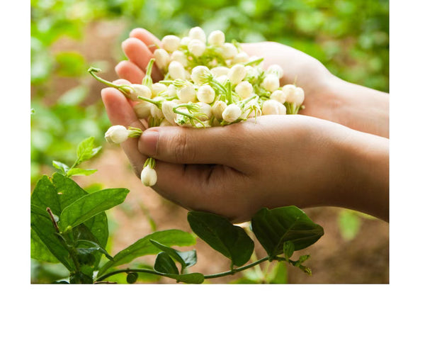 Yunnan Jasmine Flower Tea – 2024 New Harvest, Light Fragrance, Premium Jasmine Snowball Buds, Dried Flower Tea, Naturally Fragrant, Safe for Pregnant Women